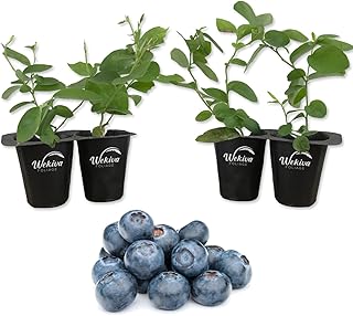 Chandler Blueberry Plant - 4 Live Starter Plants - Vaccinium - Edible Fruit Bearing Tree for The Patio and Garden
