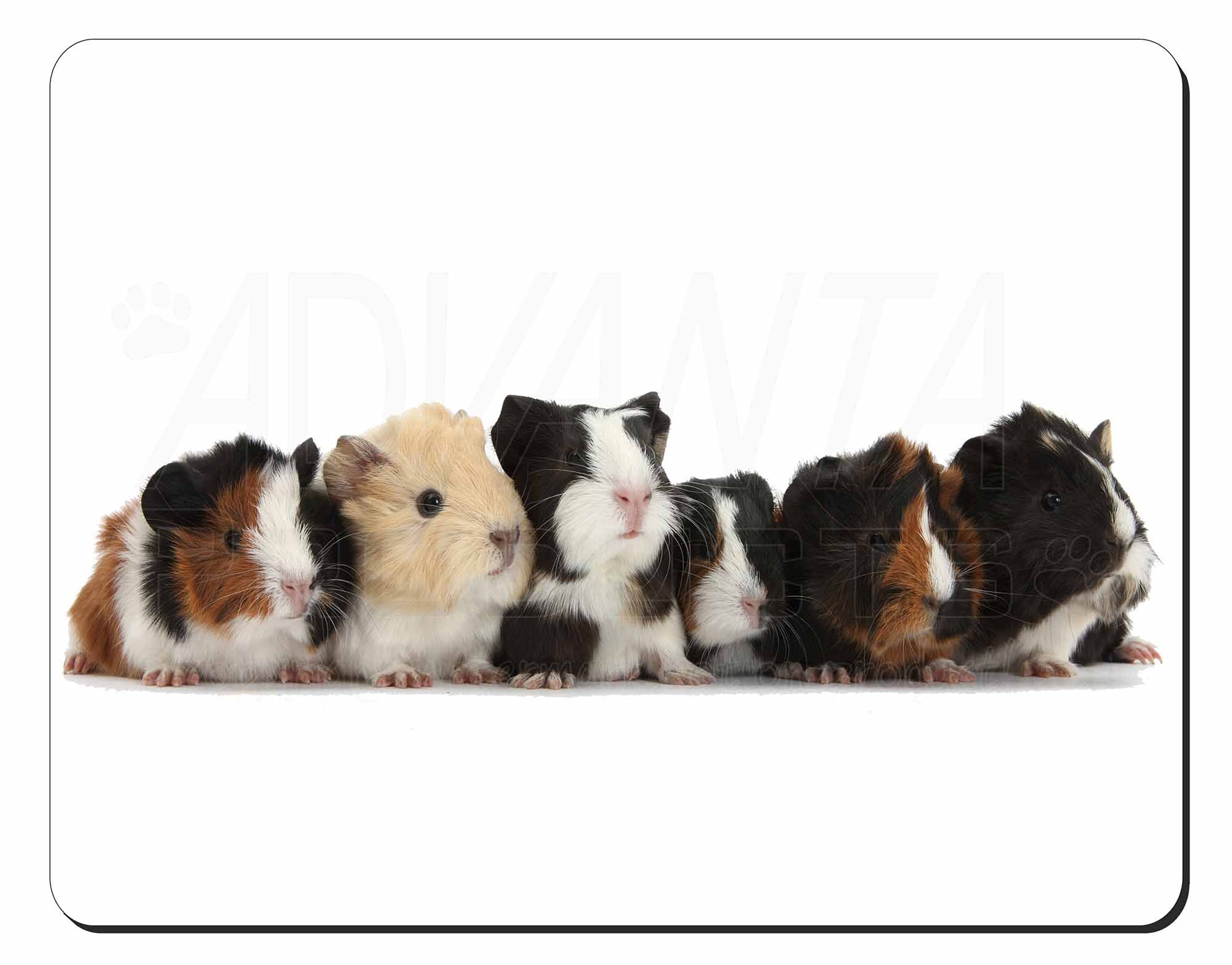 Mouse Photo Mouse And Guinea Pig 2+ Thousand Rabbit Guinea Pig