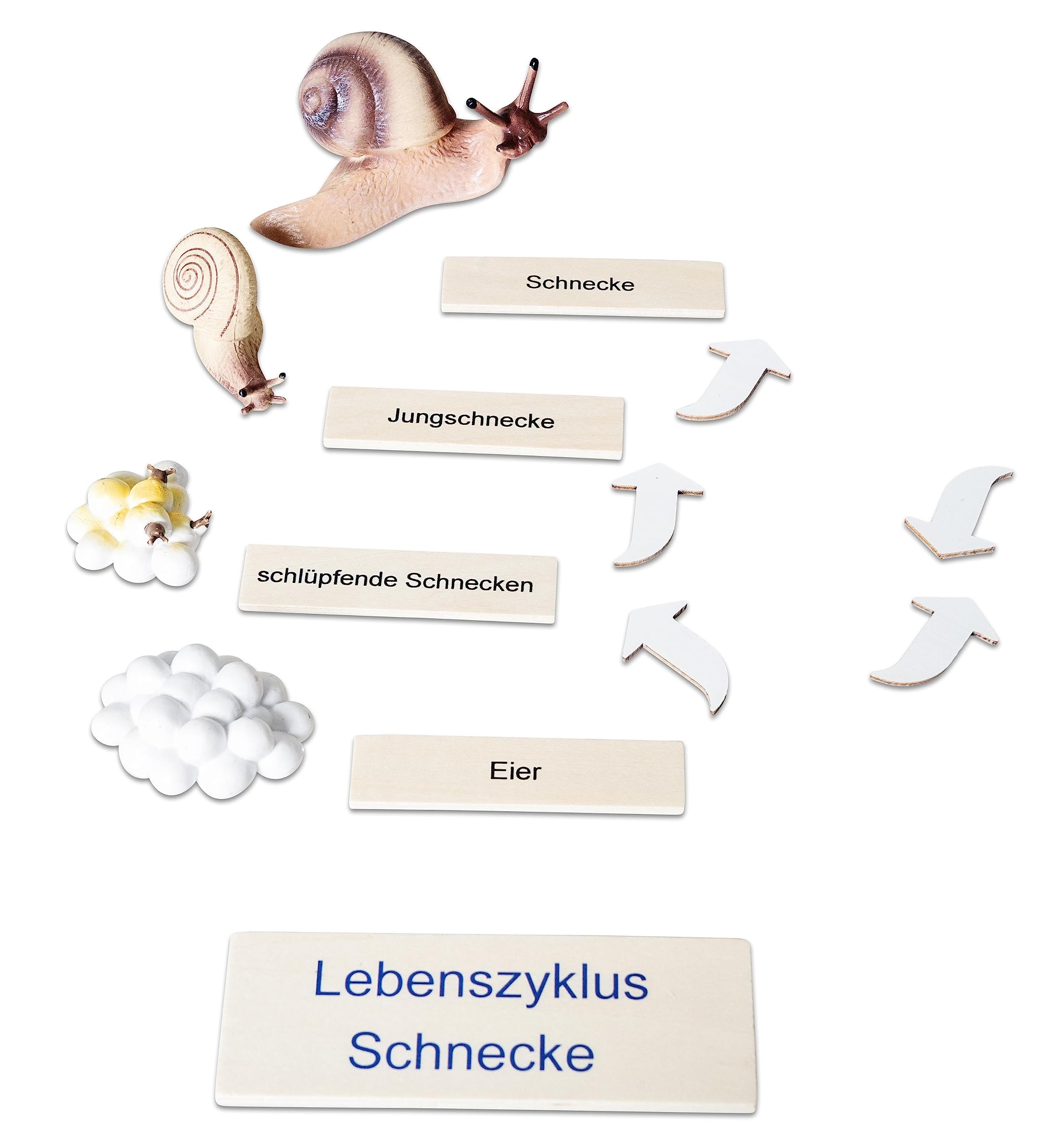 Betzold Lebenszyklus Schnecke - Holz-Puzzle Figuren Textkarten Deutsch & Englisch