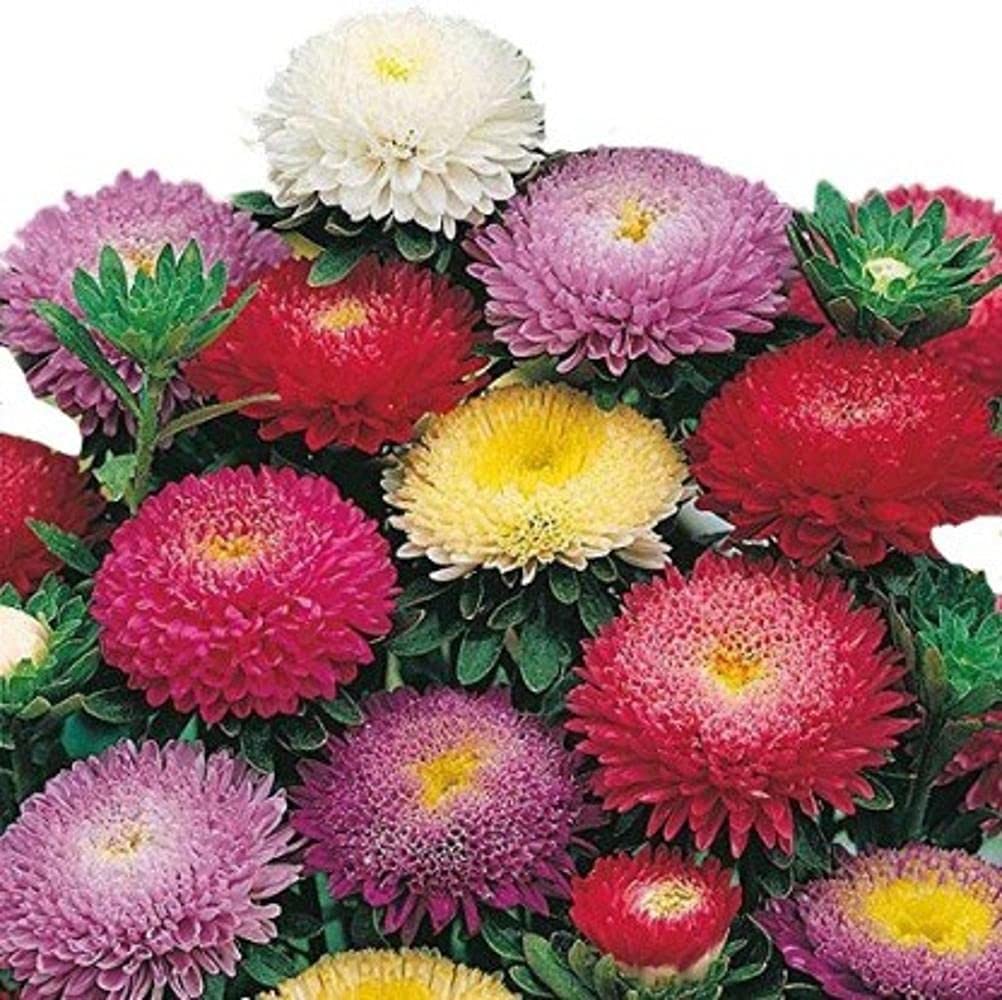 Aster Double Mix Flower Seeds F1 Hybrid 100% Germination for Your Home Garden (10 Seed in Packet) (B09BV466BK) Amazon Price History, Amazon Price Tracker