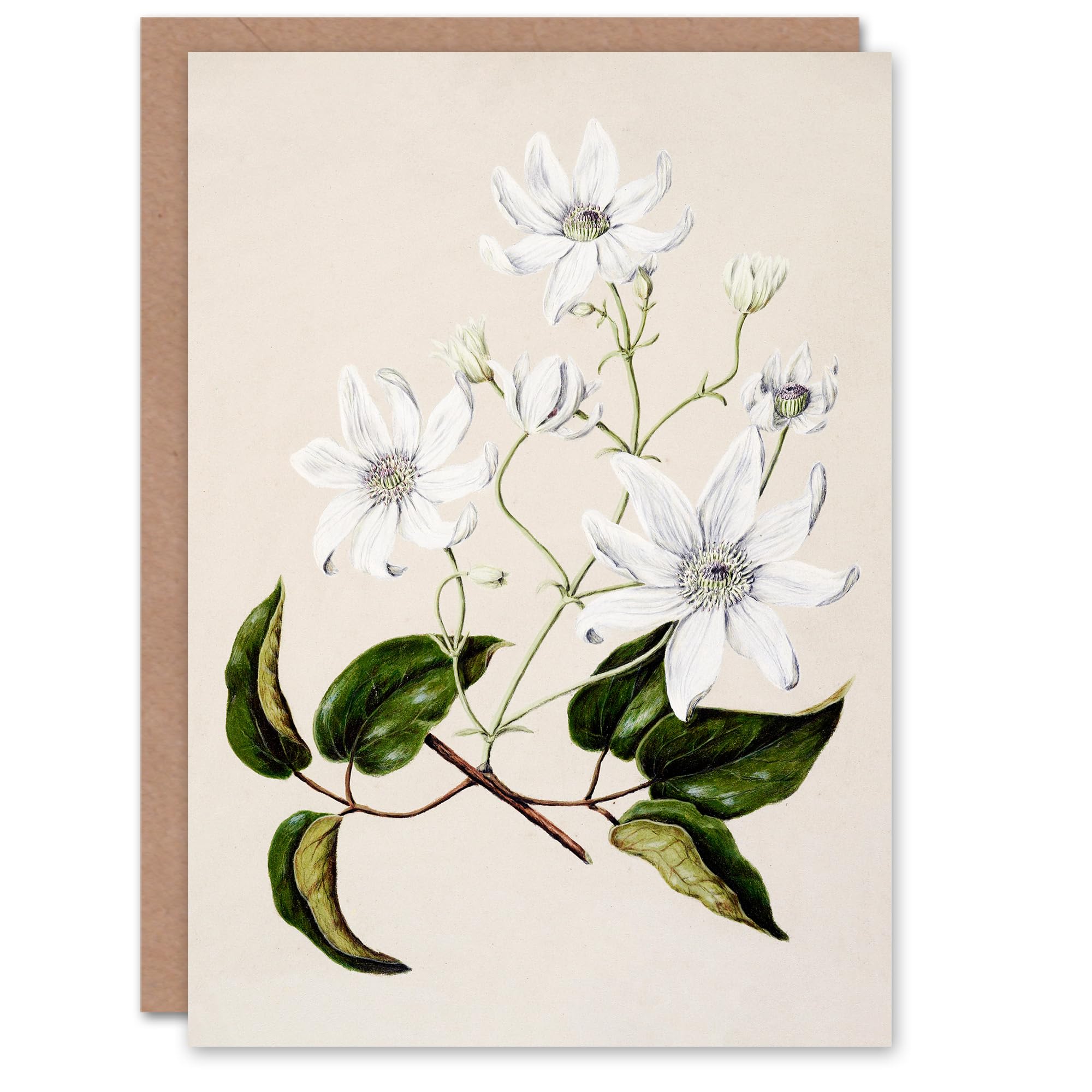 Artery8 Sarah Featon Art Card New Zealand Puawananga Clematis Flowers