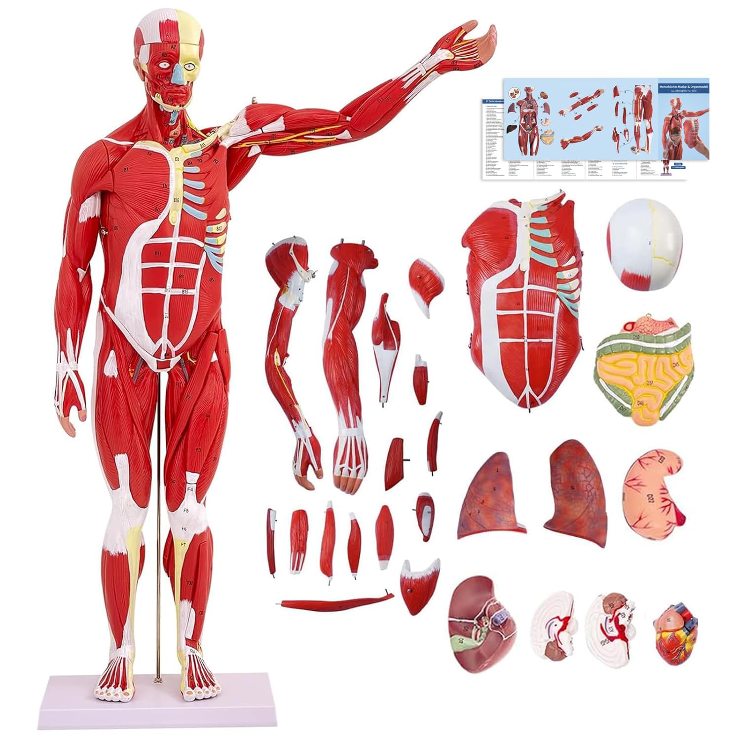 Modello di Figura Muscolare Umana Anatomica da 80 cm, Modello Anatomico Corpo Umano Con Organo Rimovibile, 27 Pezzi, Modello Muscolare Per Fisiologia Medica, Studio e Insegnamento