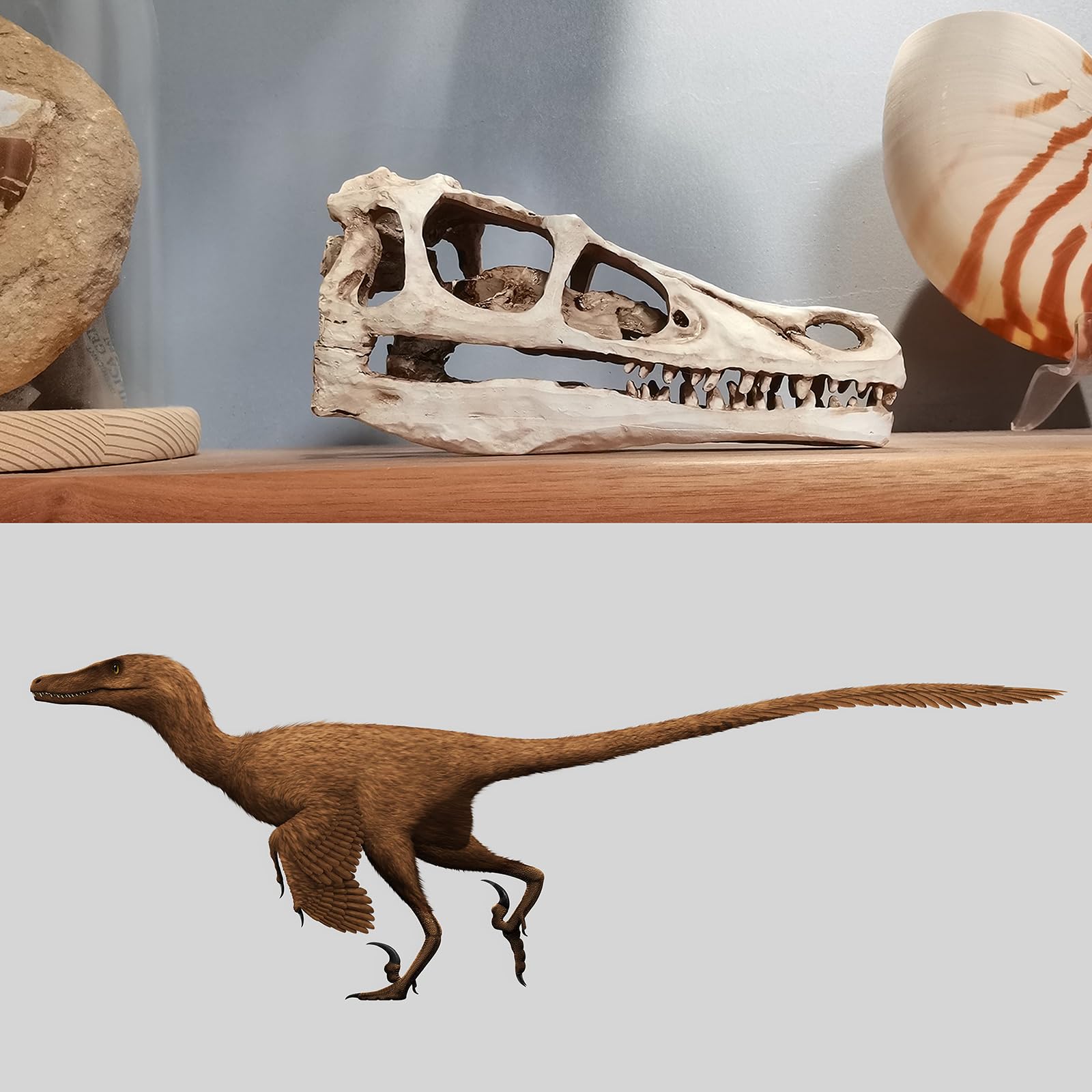 Realistisches Dinosaurier-Schädel-Velociraptor-Skelettmodell für Dinosaurier-Fossil-Dekoration,Braun,17cm