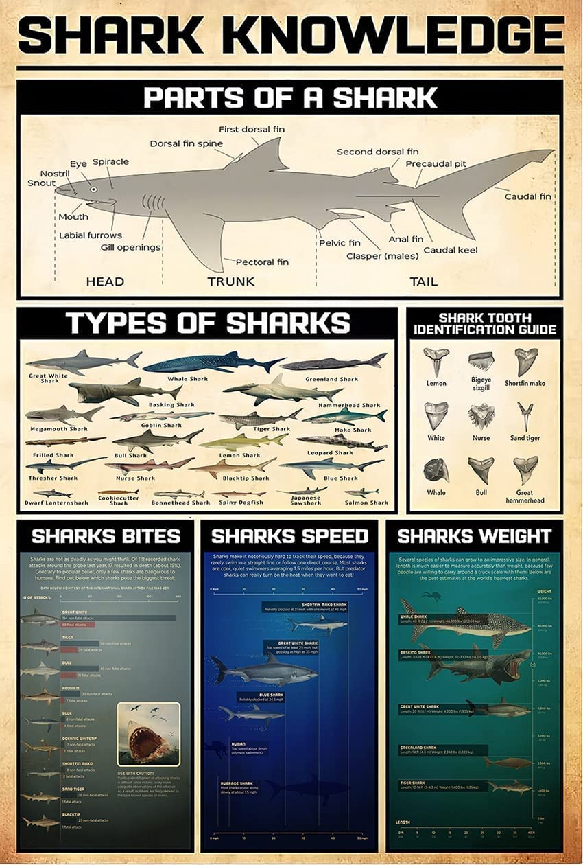rayprint Shark Knowledge Animal Retro Poster Aluminum Metal Sign Wall Art Metal Plaque Retro Artwork For Club Bedroom Office Zoo Wall Decor 12x16Inches