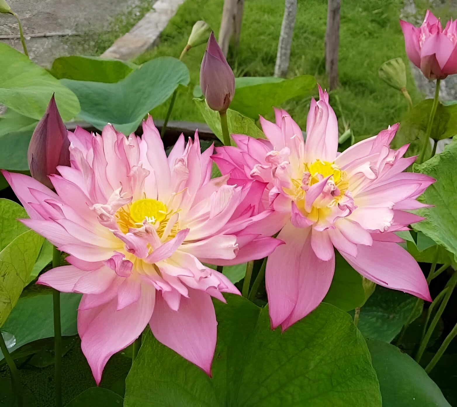 SEILOZBUNIA All Time Beautiful Orginal Veraity Twin Colour Lotus (Tuber/Root) Flower Water Lily Plant Tree|| For Home Garden Outdoor & Indoor Plant Guaranted Blooming 30 day's.