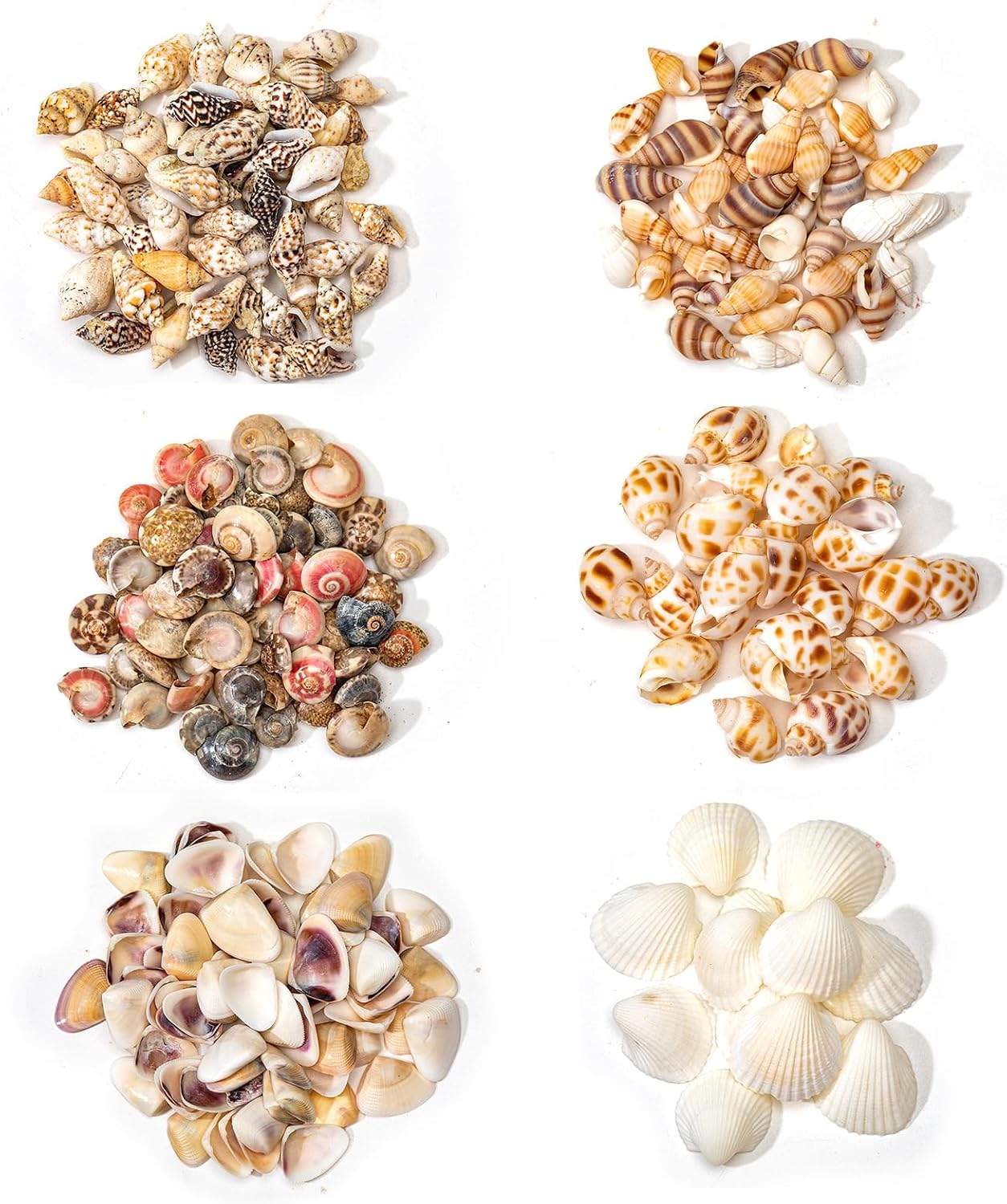6-Pack Divided Tiny Seashells - 6 Types Natural Sea Shells 900+Pcs - for Home Decorations Candle Decor DIY Fish Tank and Beach Vase Filler for Crafting Spiral Conch Shells