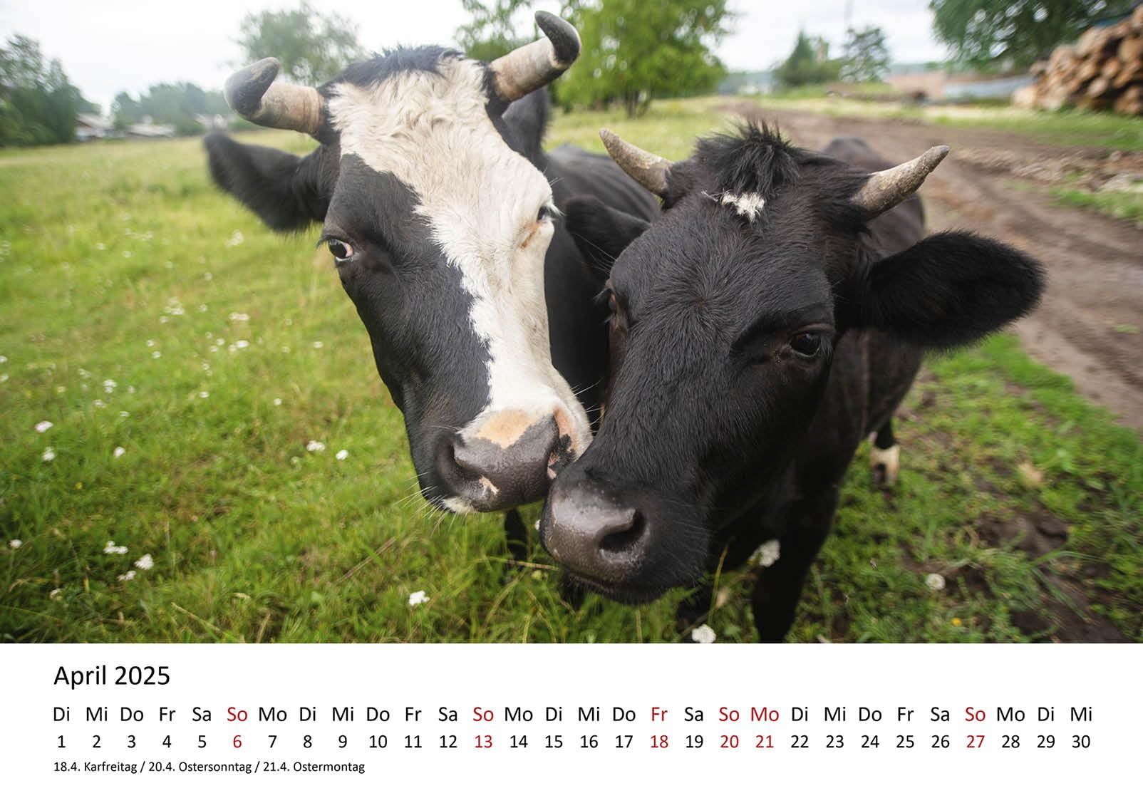 Edition Seidel Calendrier Mural 2025 De Qualité Supérieure - Format A3 - Motif Vache, Bœuf, Veau, Animaux Domestiques