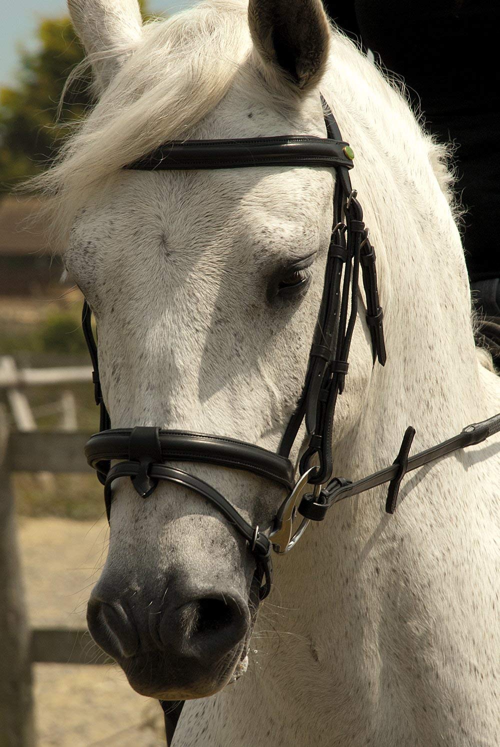 Rhinegold Bridle - X Full - Black, 0, Extra Full