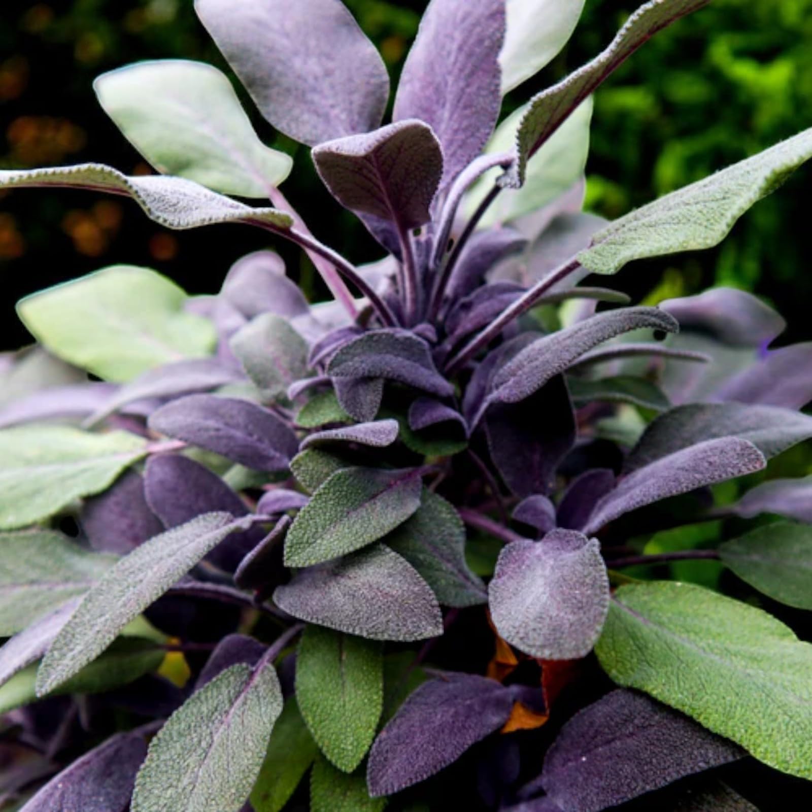 Carbeth Plants 3 x Sage Purple Herb Plant for Kitchen & Garden