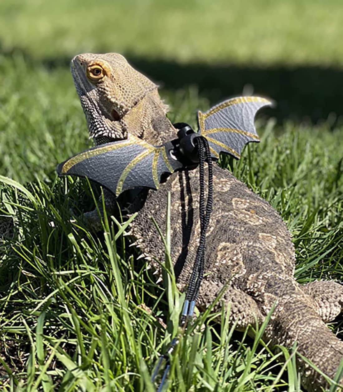 Adjustable Lizard Leash Bearded Dragon Harness Cool Leather Wings Safety Walking Leash(S,M,L,3pack) 3