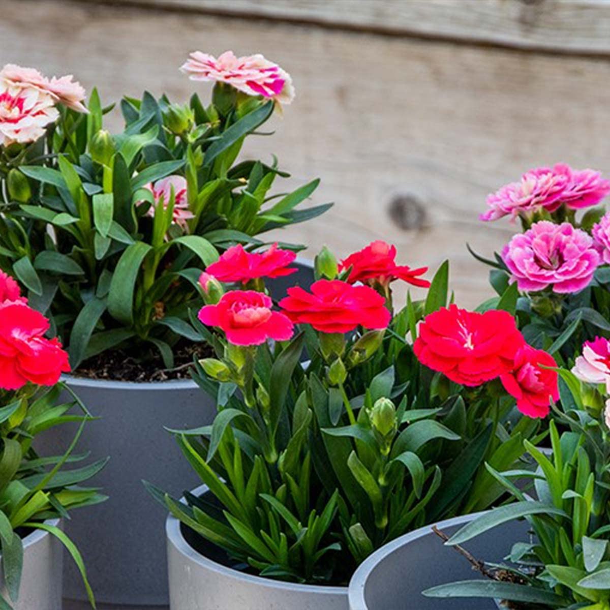 6x Mélange Dianthus - Oeillet - Plante annuelle - Mélange de couleurs