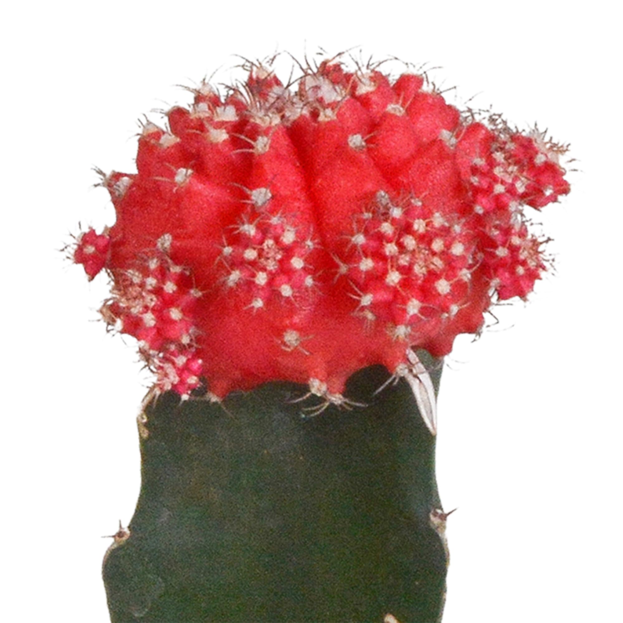 Mix Gymnocalycium Innestati, Piante Grasse, Colori Assortiti, 3 Pz, 5.5cm