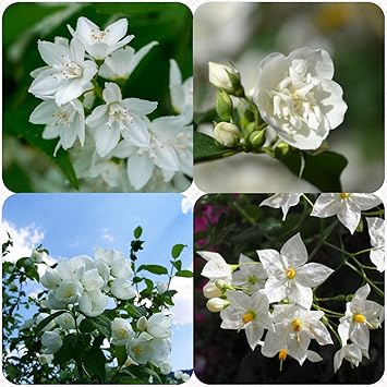 Amazon マツリカ 茉莉花 サンバックジャスミン マツリカの種 ガーデニング 栽培が簡単 楽しい体験 100 個 花