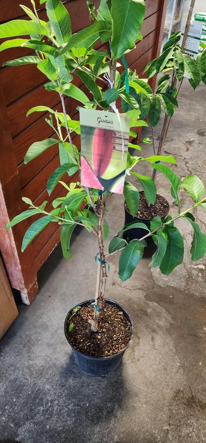 Exotic PLANTSS Grafted Guava Tree (3 Gallon Bucket)