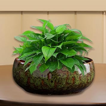 Bowl Planter Outdoor Round Hydroponic Bowl Pot