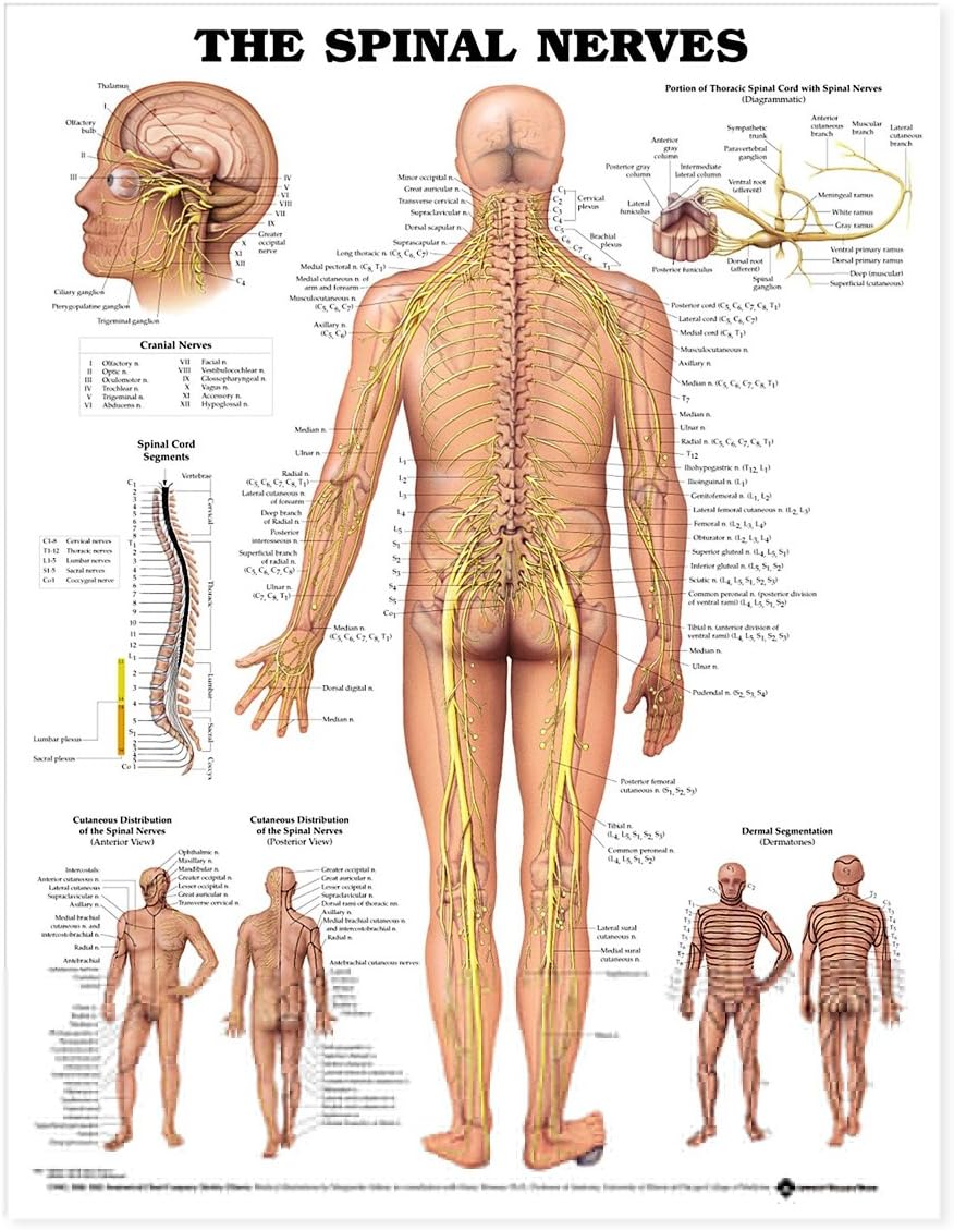 Anatomical Chart Co. Spinal Nerves Chart - Wall Chart - Living Room Decor
