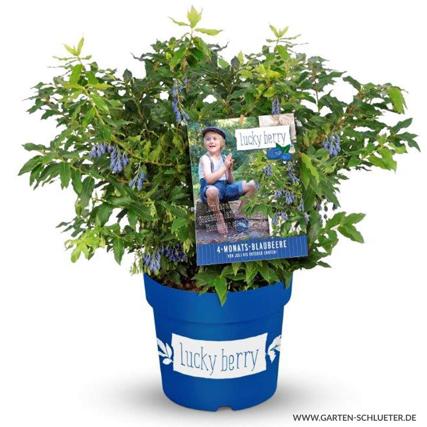 GARTEN SCHLÜTER® Heidelbeere 'Lucky Berry®'