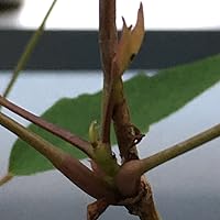 Amazon | ノーブランド品 ジャンボアケビ （紫水晶） 三つ葉