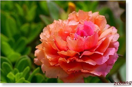 Miniatura 3 de zcbang Moss Rose Portulaca Grandiflora Colores mezclados 2000 semillas frescas