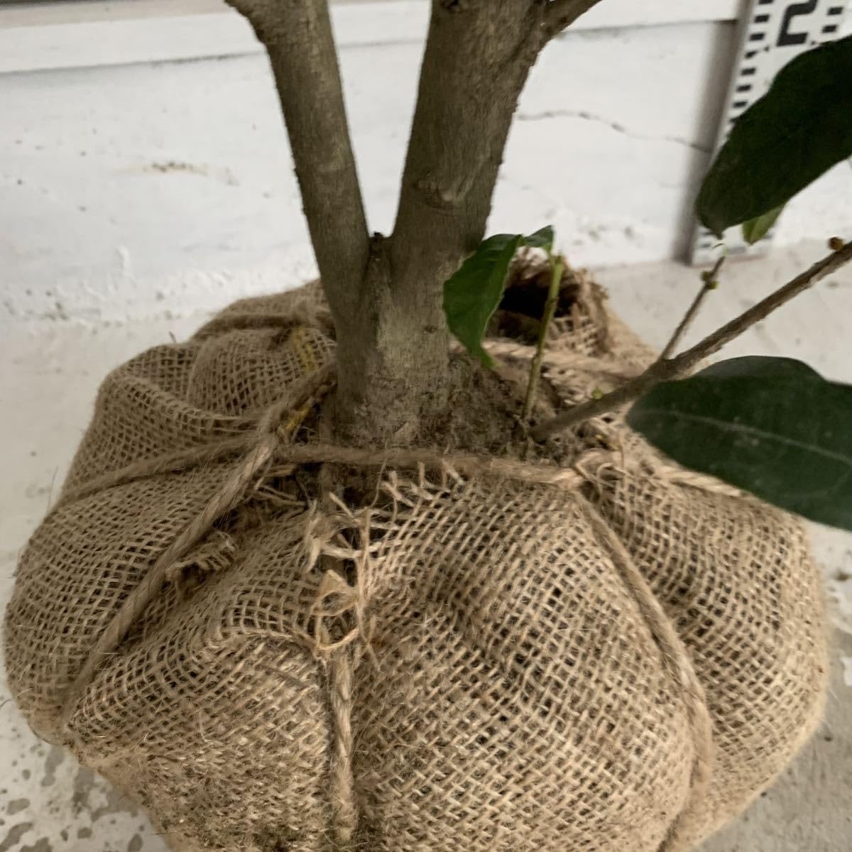 良い香り　金木犀 【根巻き キンモクセイ 秋の満開 シンボルツリー 生垣】 良い香り 金木犀 【根巻き キンモクセイ 秋の満開 シンボルツリー 生垣】