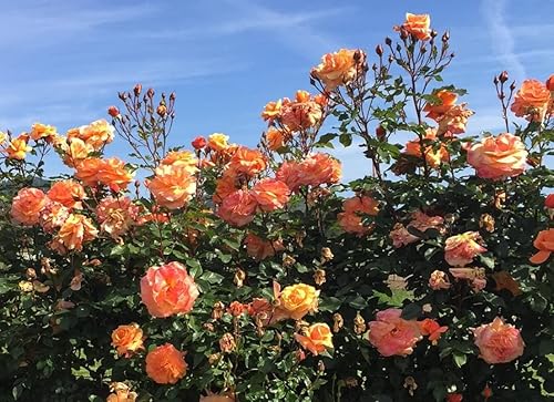 5 semillas de vid aromáticas de rosas trepadoras naranjas para interiores y exteriores, plantas perennes durante todo el año, pueden crecer en maceta