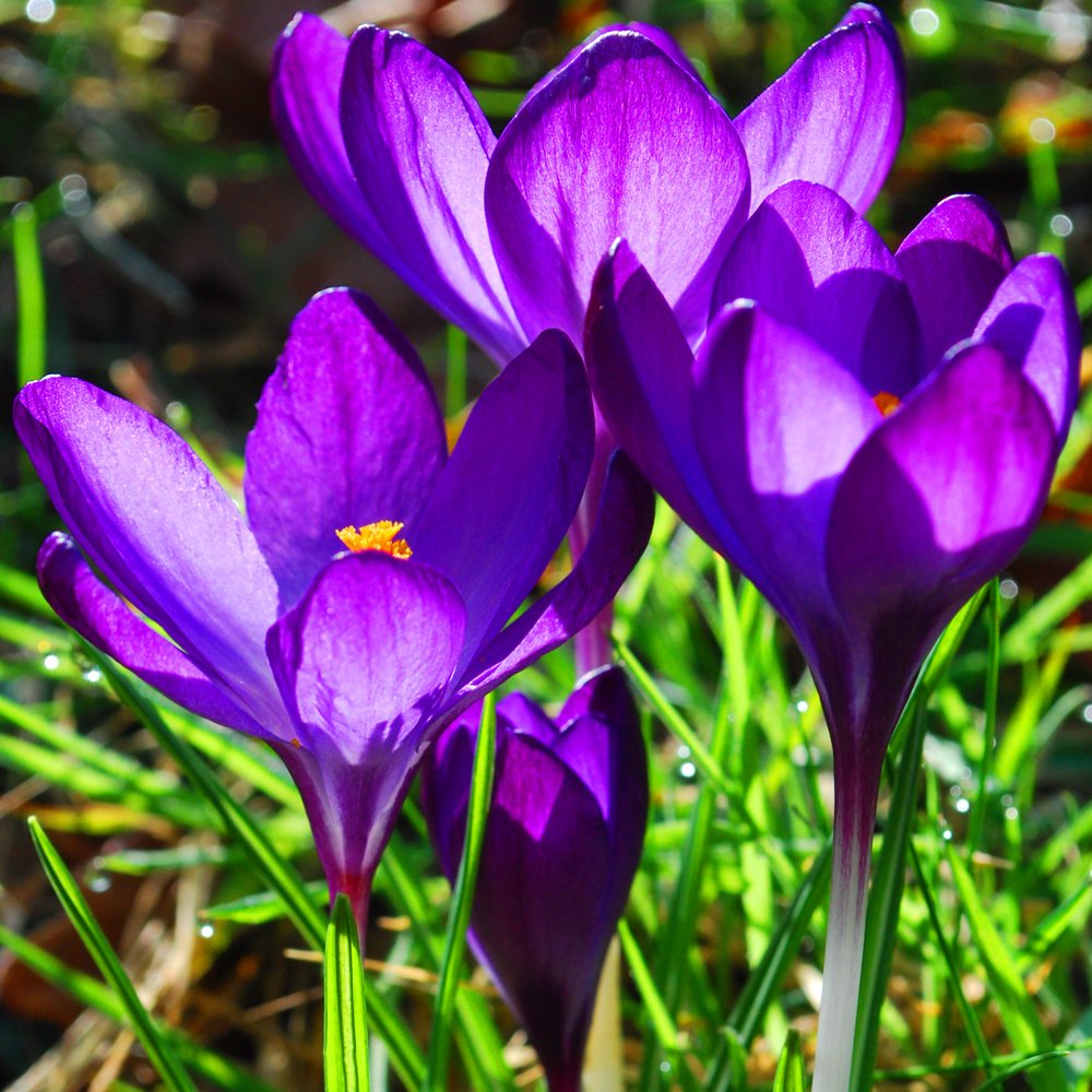 Gardeners Dream Elfenkrokus Zwiebeln Tommasinianus 'Ruby Giant' (500 Stk.) - Krokusse Blumenzwiebeln Mehrjährig Winterhart - Krokus Zwiebeln zum Pflanzen - Pflanzen Garten Frühblüher Zwiebeln