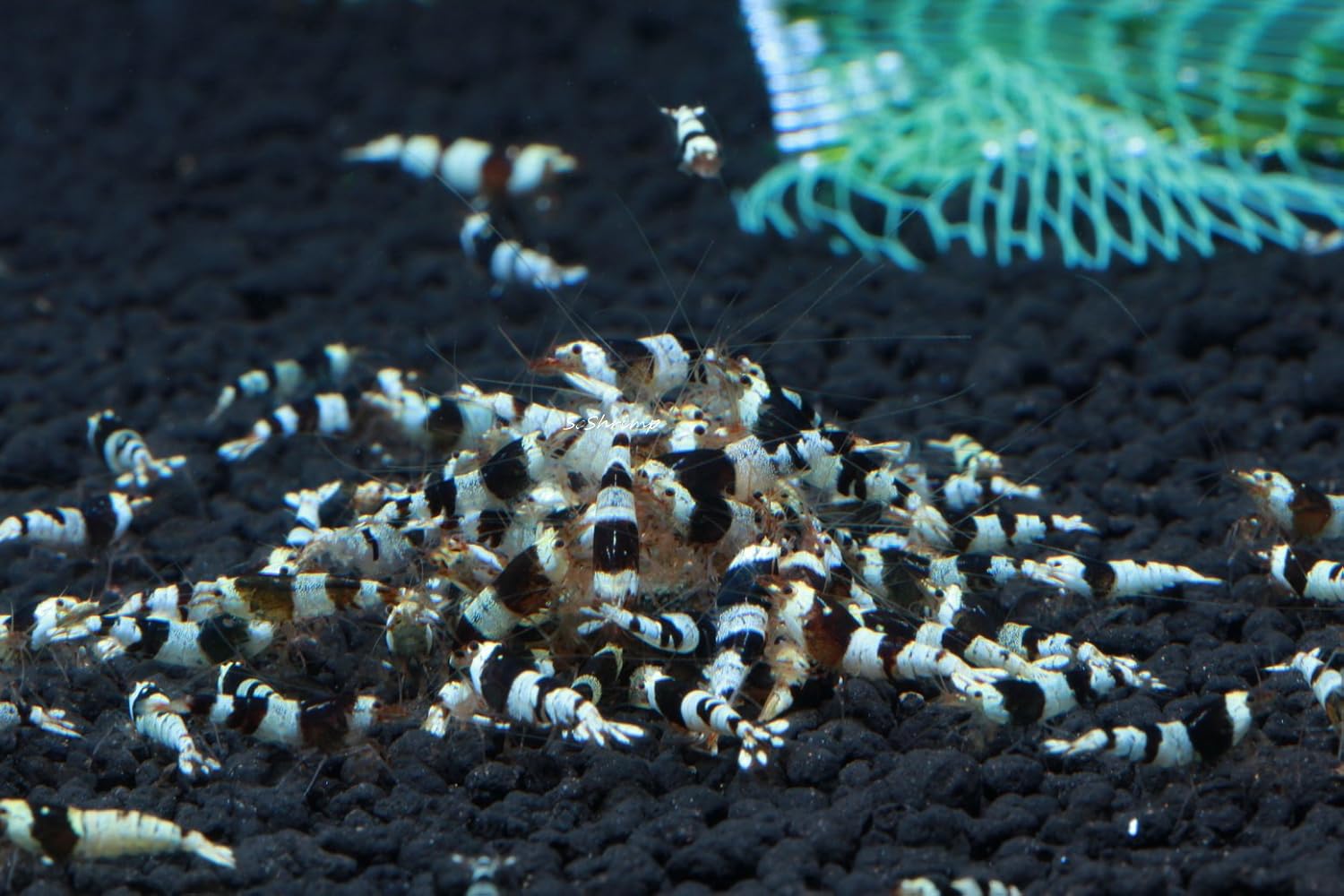 Crystal Black S Grade Live Freshwater Aquarium Shrimp - 1/4 to 1/2 Inch Long (5 Count)