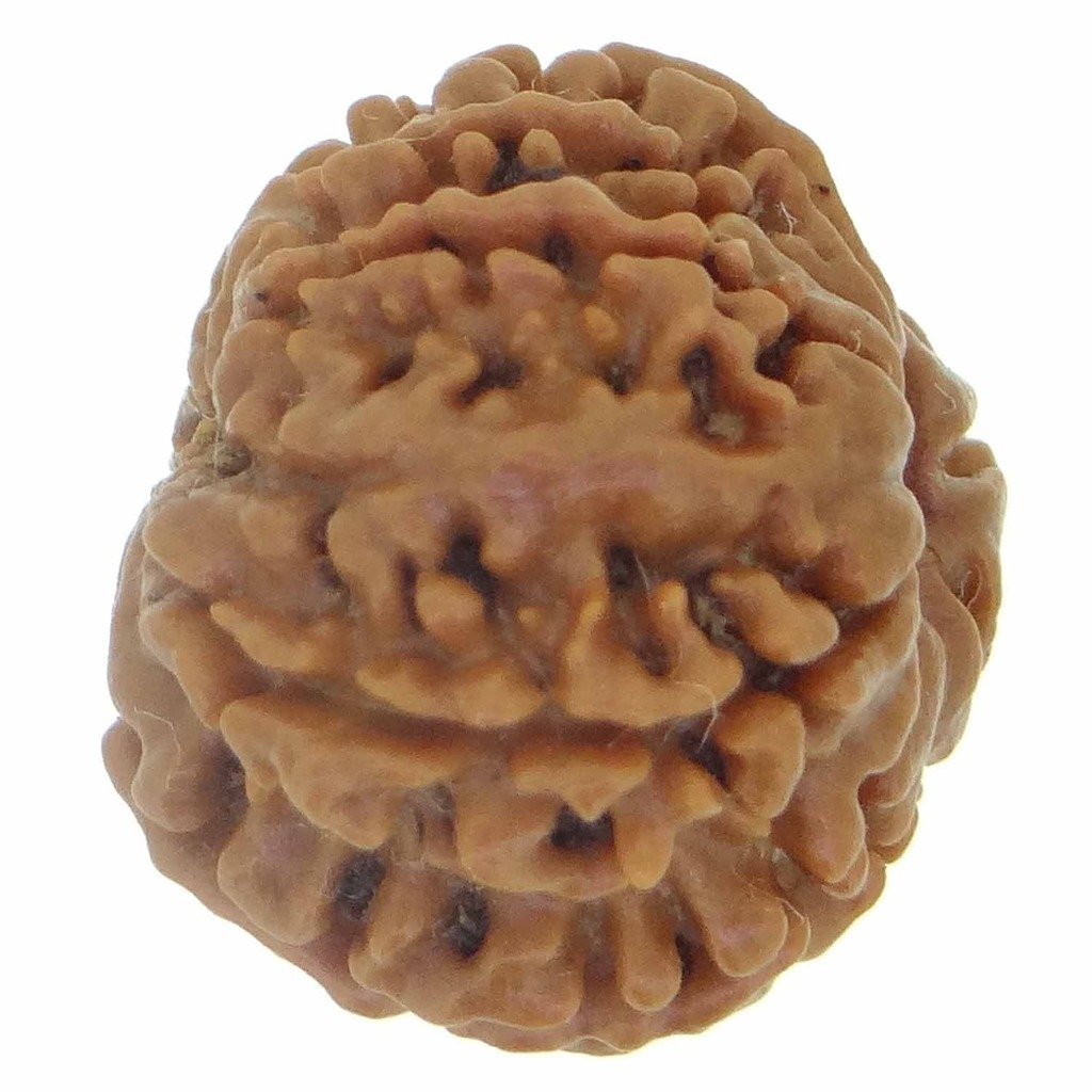 Arihant Gems & Jewels® 9 Mukhi/Faced Nepali Rudraksha - 100% Natural, Original & Certified Astrological Round Rudraksha Seeds Loose Beads (Elaeocarpus ganitrus) for Men & Women