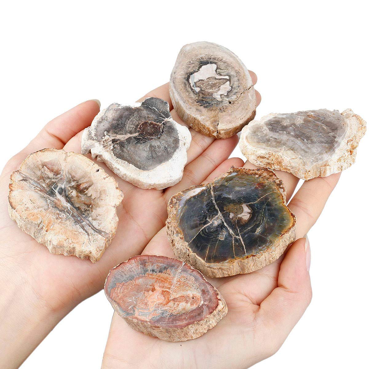 mookaitedecor Natural Petrified Wood Slices Healing Crystal Rough Stone,Reiki Gemstone Specimen Figurine Home Decor(Approx 35-95g), Each Piece Length 40-75mm / 1.57-2.95”