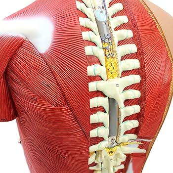 Amazon.co.jp: 人体骨格解剖胴体心臓脳スケルトン教育解剖学的モデル