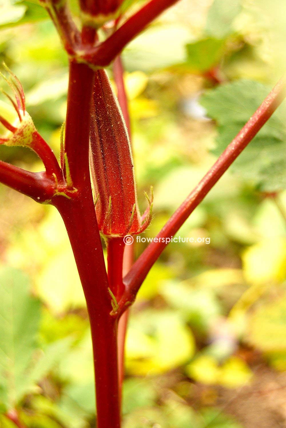 Golden Hills Farm Red Velvet Okra 100 Seeds Ladies Finger Bhindi Organic Heirloom Vegetable seeds (B07N5FH4CC) Amazon Price History, Amazon Price Tracker