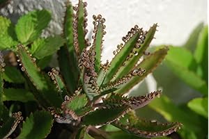 Hoja De Cocodrilo Kalanchoe: A Vivacious Indoor Plant for Any Space
