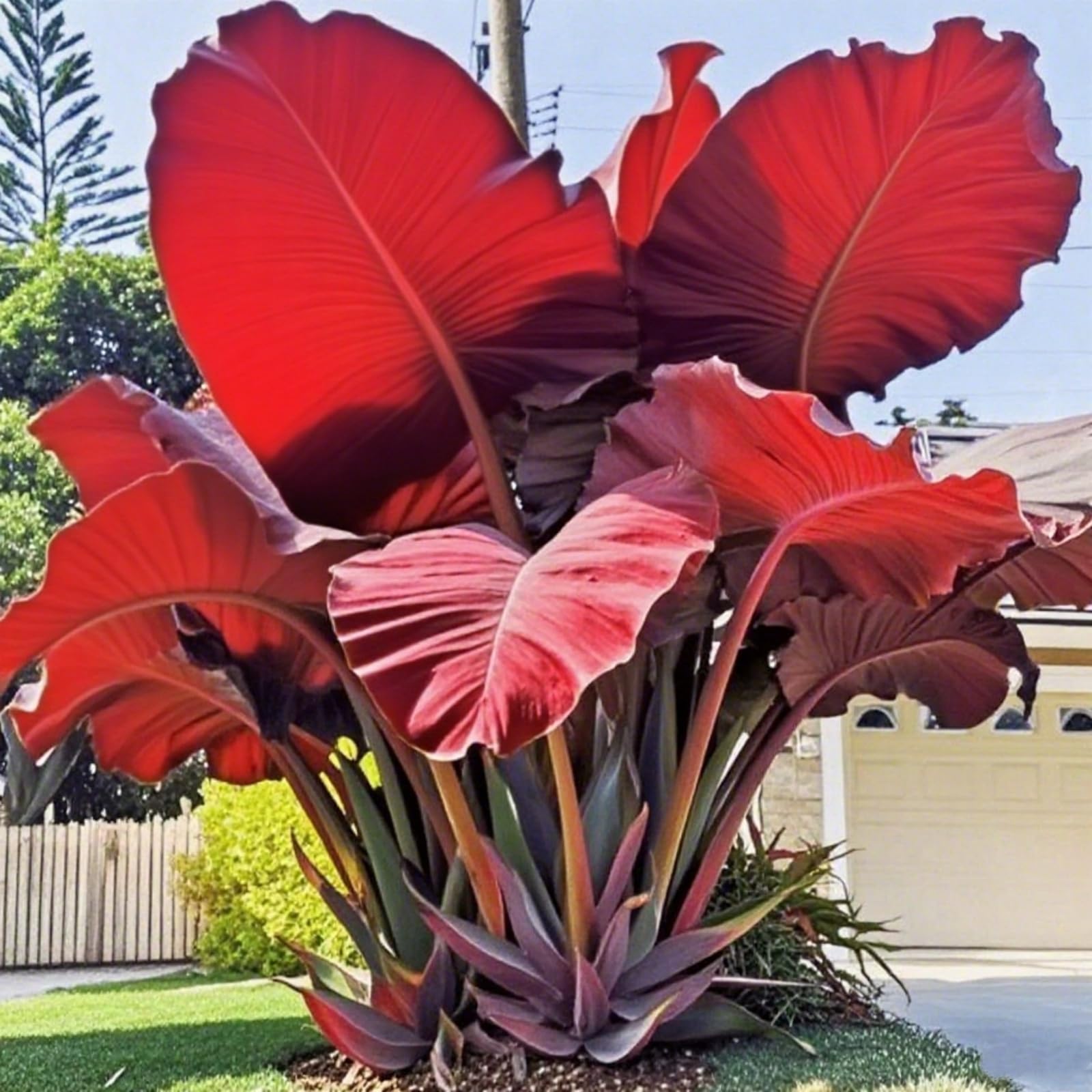 Mix Bulbs for Planting, Elephant Ears Bulbs/Surprise Growth, Garden Decoration, No Watering Required, Easy to Maintain, 5bulbs-f