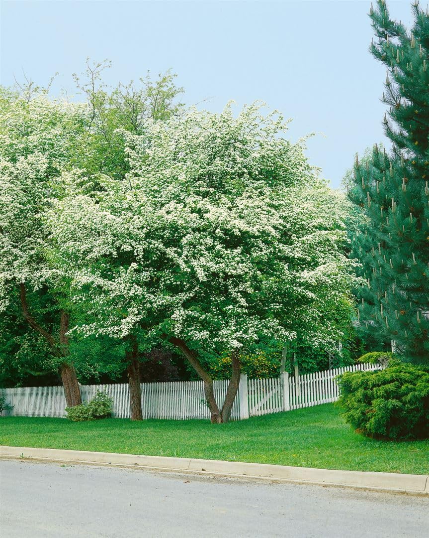 Weißdorn Crataegus monogyna 100-150 cm Heckenpflanze winterhart