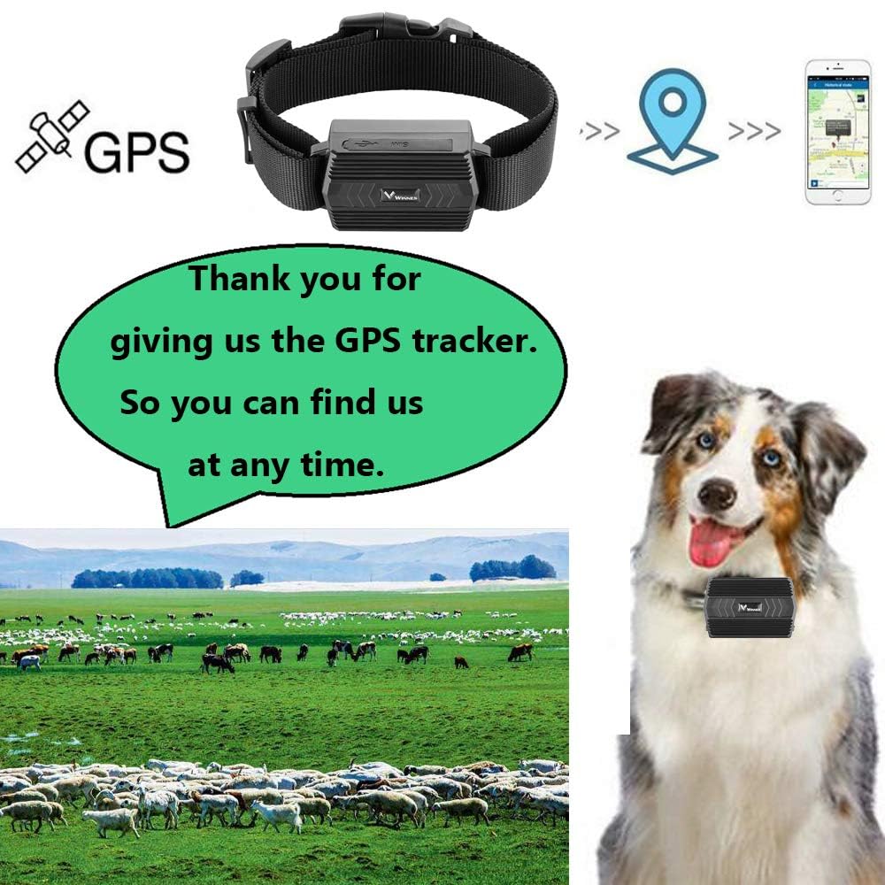 TKMARS 4G GPS Tracker per Animali, Tracciamento in Tempo Reale con Geofence, Anti-Perdita con App,Adatto per Bovini, Pecore e Cane Grande