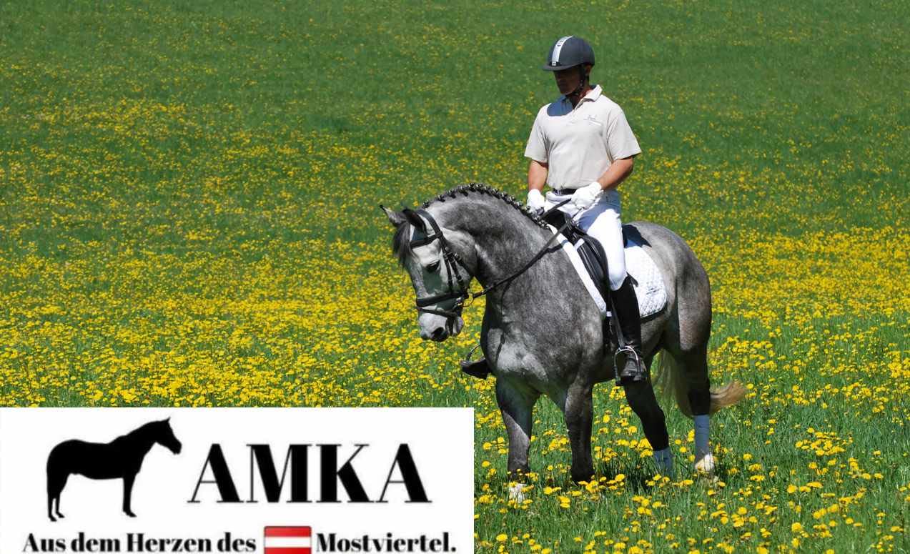AMKA Hackamore Flora mit Flower Rad weich gepolstert gebisslose Zäumung