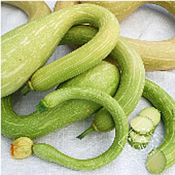Tromboncino Zucchini Squash Seeds 20+ Seeds | Non GMO | Vegetable Fruit Herb Flower Seeds for Planting | Home Garden Greenhouse Pack