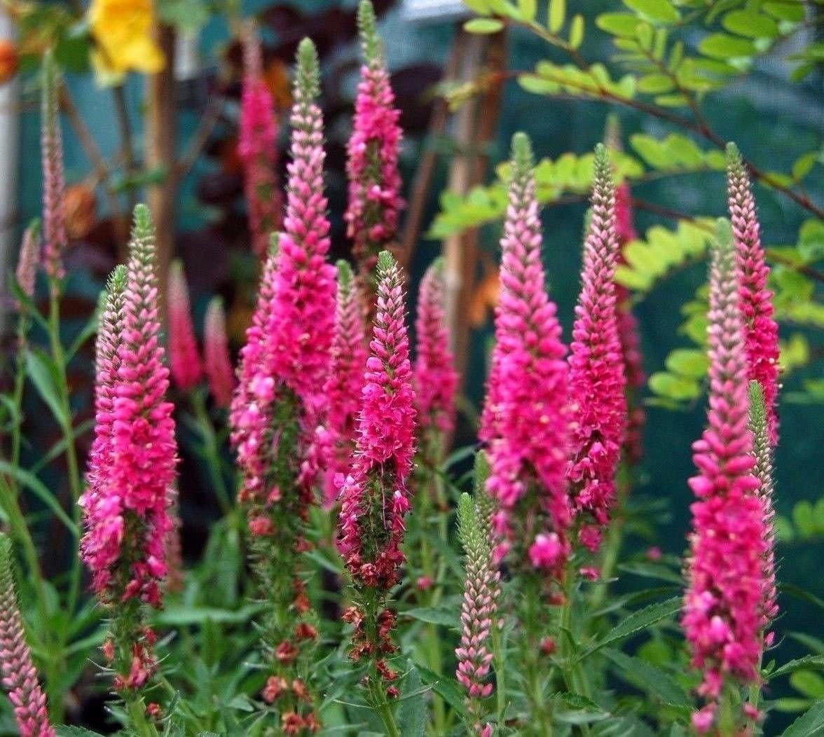 Spiked Veronica Veronica a spighe Rosa Fiore Hardy perenni Compact 60