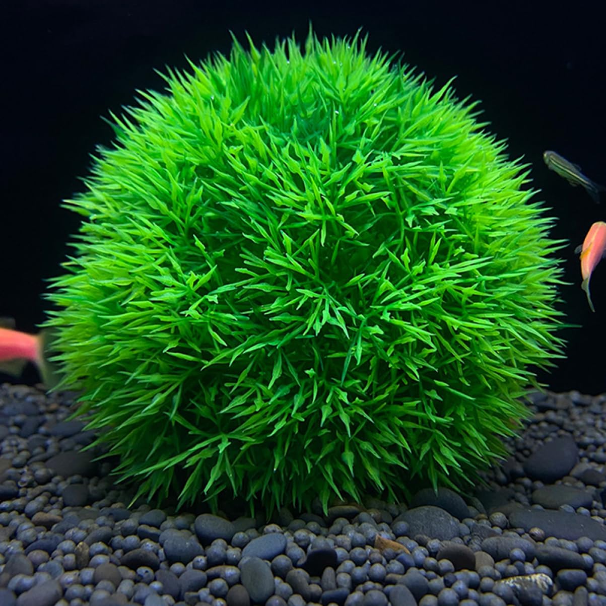 ABOOFAN 5 Set Di Decorazioni Per Piante Acquatiche Per Acquari Piante Acquatiche Realistiche Per Decorazioni Per Acquari 2 Pezzi * 5