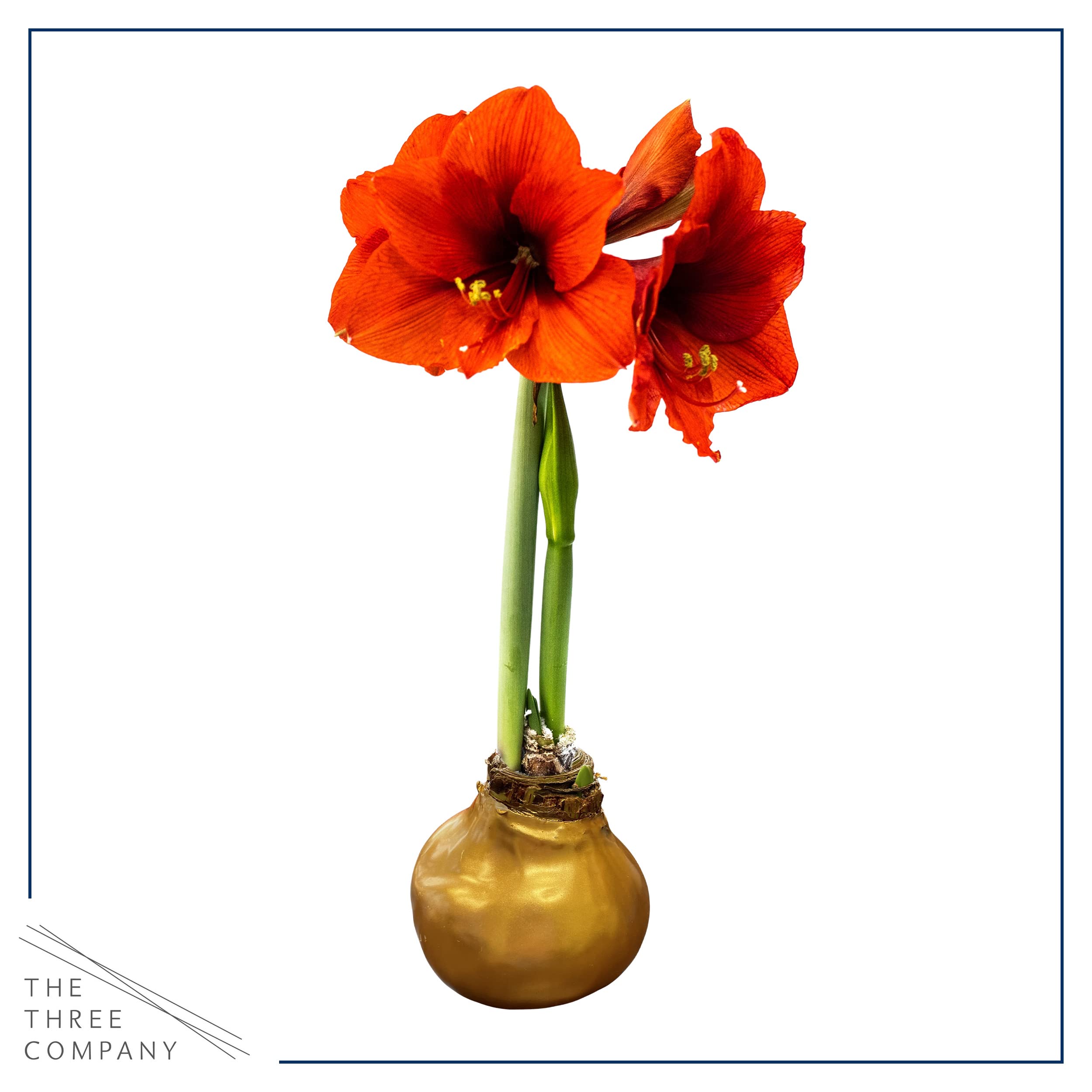 Amazon.com : Waxed Amaryllis Bulb – Gold Wax with Red Blooms