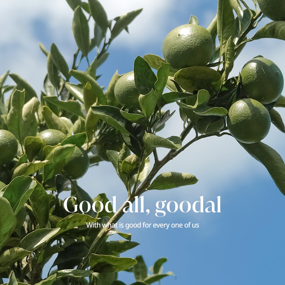 GOODAL GREEN TANGERINE VITA C WASH OFF MASK