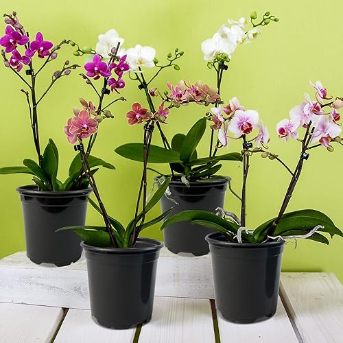 Miniatura 6 de RAOOKIF Paquete de 50 macetas de 1 galón con agujeros de drenaje, maceta de vivero de 7 pulgadas para plantas, macetas de inicio de semillas para