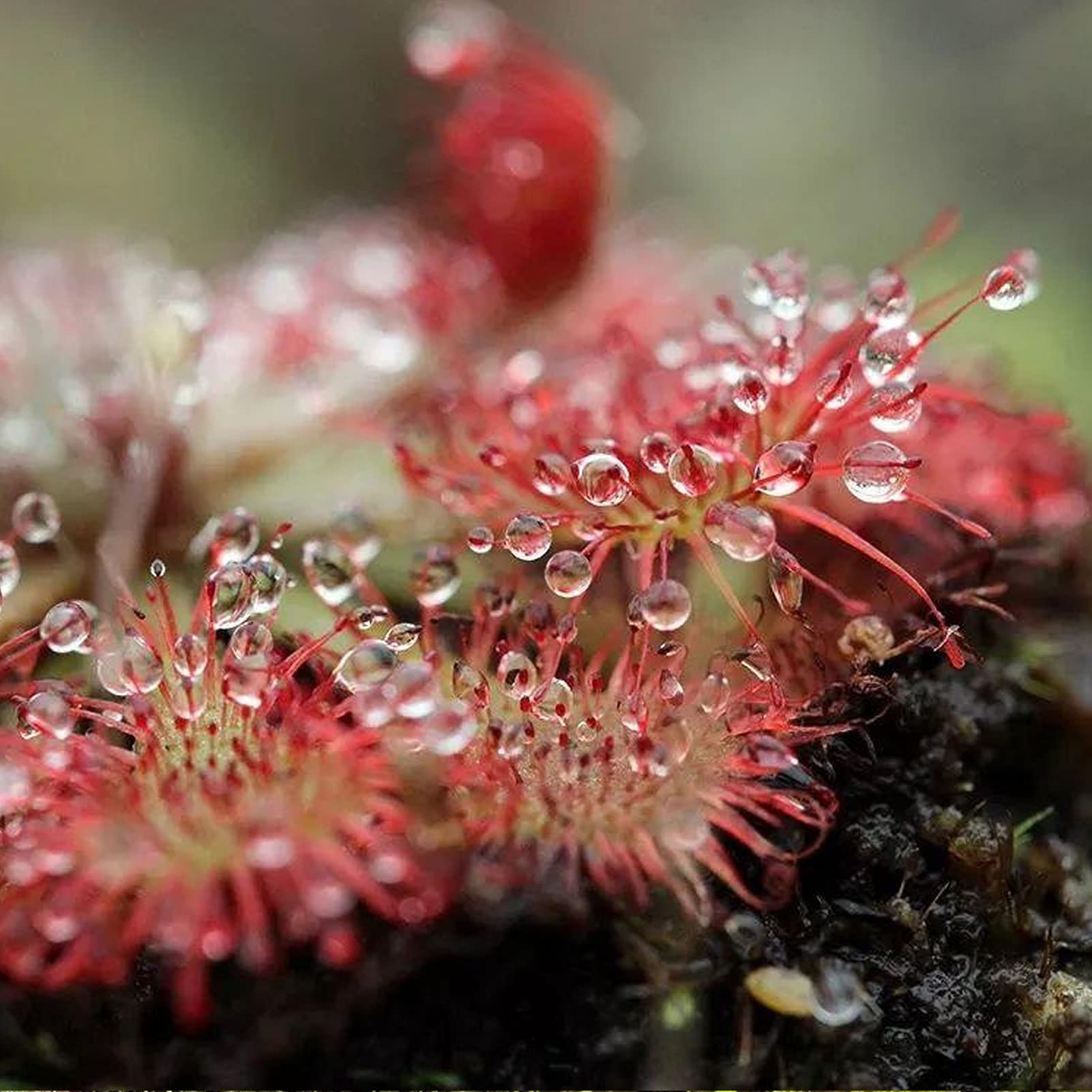 Semillas de Plantas carnívoras Naturaleza Atractiva Especial Hermosas Semillas de Plantas carnívoras para balcón