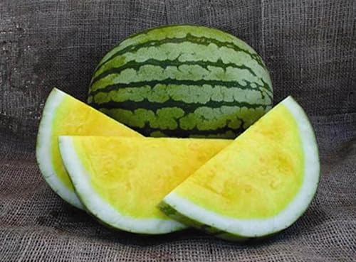 Semillas amarillas de sandía vegetal raras de Hierloom para plantar semillas gigantes sin OMG 15