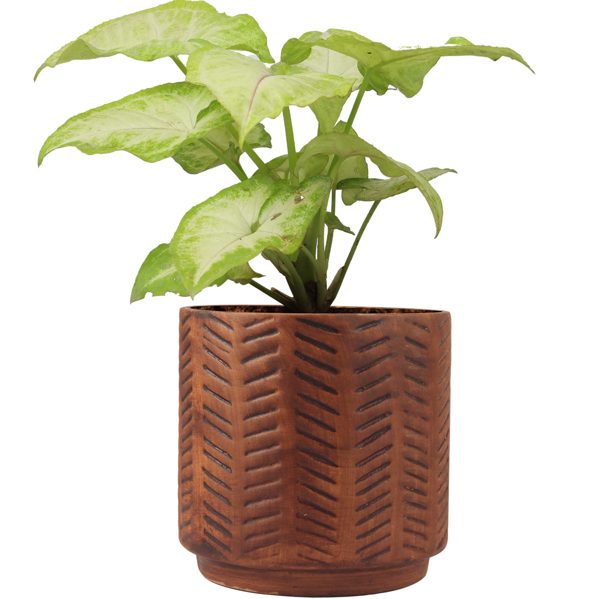 Lasaki Syngonium Plant Indoor Live Plant In Affinity Antique Ceramic Pot