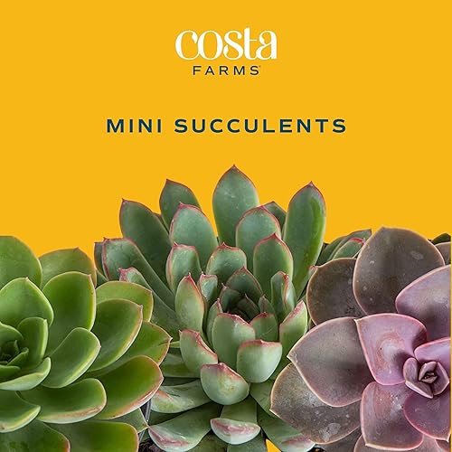 Miniatura 9 de Costa Farms Colección Mini Succulents Plantas suculentas vivas con macetas cultivadoras plantas de interior reales de 2 pulgadas de alto juego de