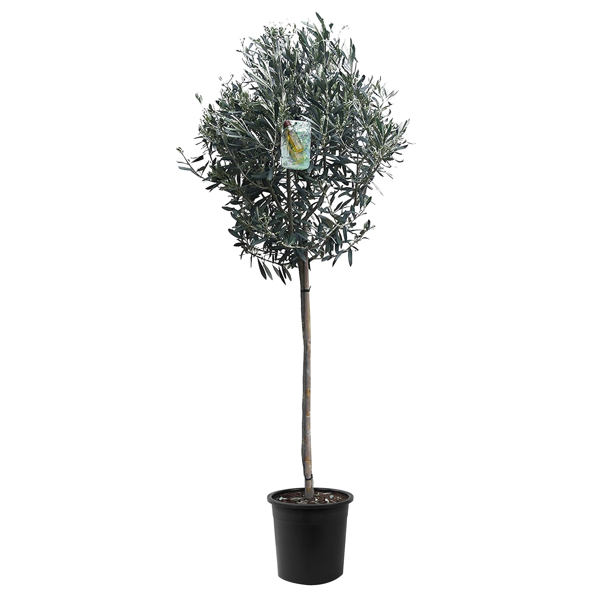 Tropictrees Olivier Naturel, Véritable Olivier Arbre avec Un Tronc de 160 cm de Hauteur, 6-8 cm de Circonférence, Plante Exterieur Jardin et Arbre Fruitier pour la Décoration