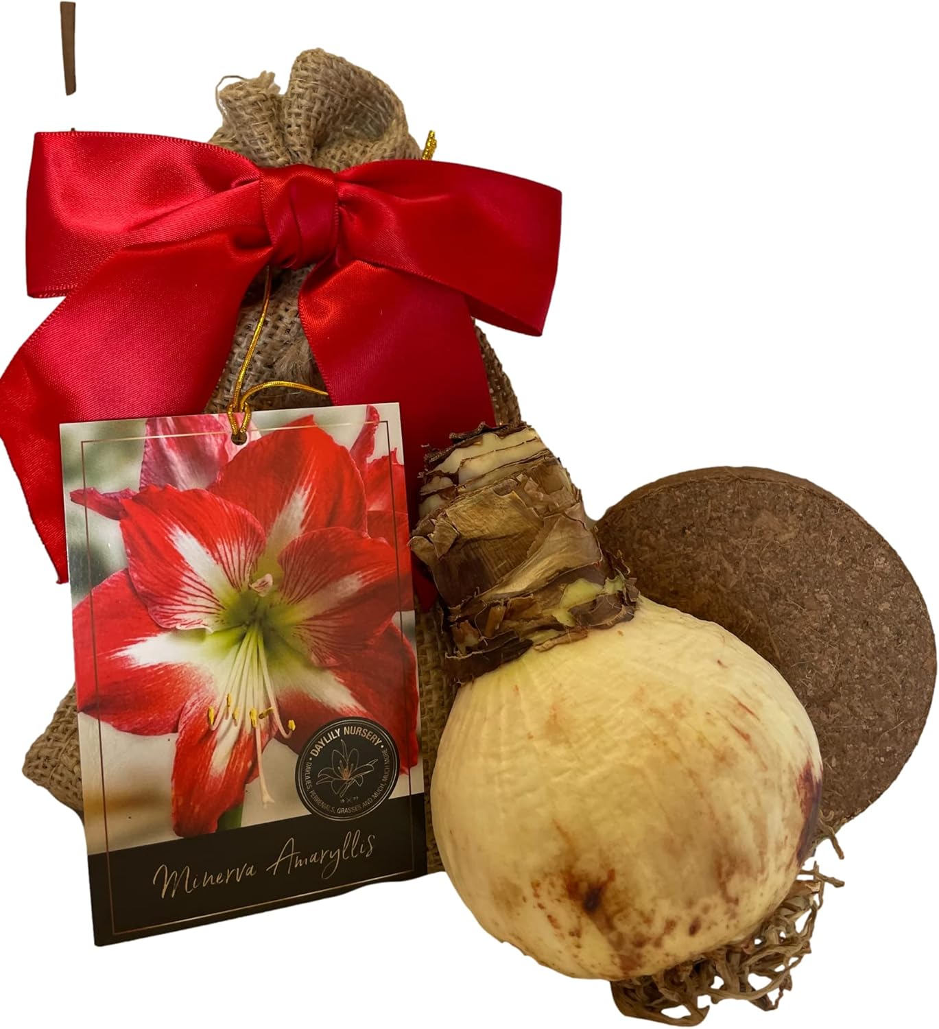 Minerva Amaryllis Bulb in a Burlap Gift Bag!! Easy to Grow Bulbs-Growing Medium Included-Great Gift!!