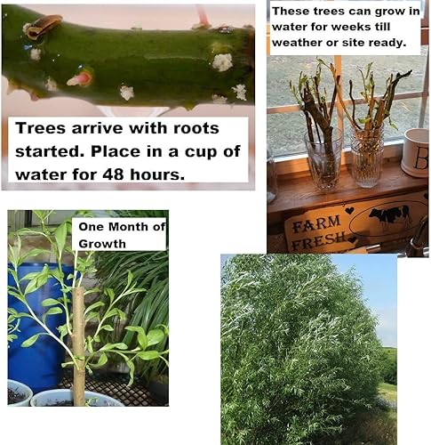 Miniatura 2 de Dos (2) esquejes de sauce globo, sombra o privacidad de crecimiento rápido, obtén 2 plantas de árbol vivas, sauce globo, ideal para bonsái