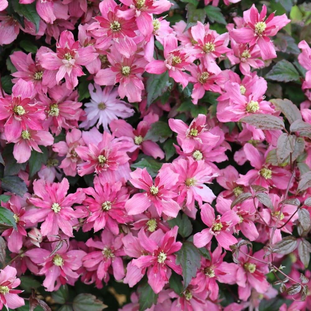 Plant Theory 60cm Cane Clematis Broughton Star Pink Flowering Vine Climbing Plant 3L Pot